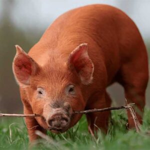 Blanco y Duroc