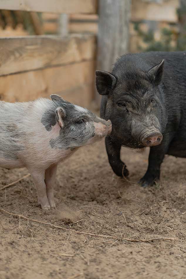 hostl.cerdo--con-cerdas