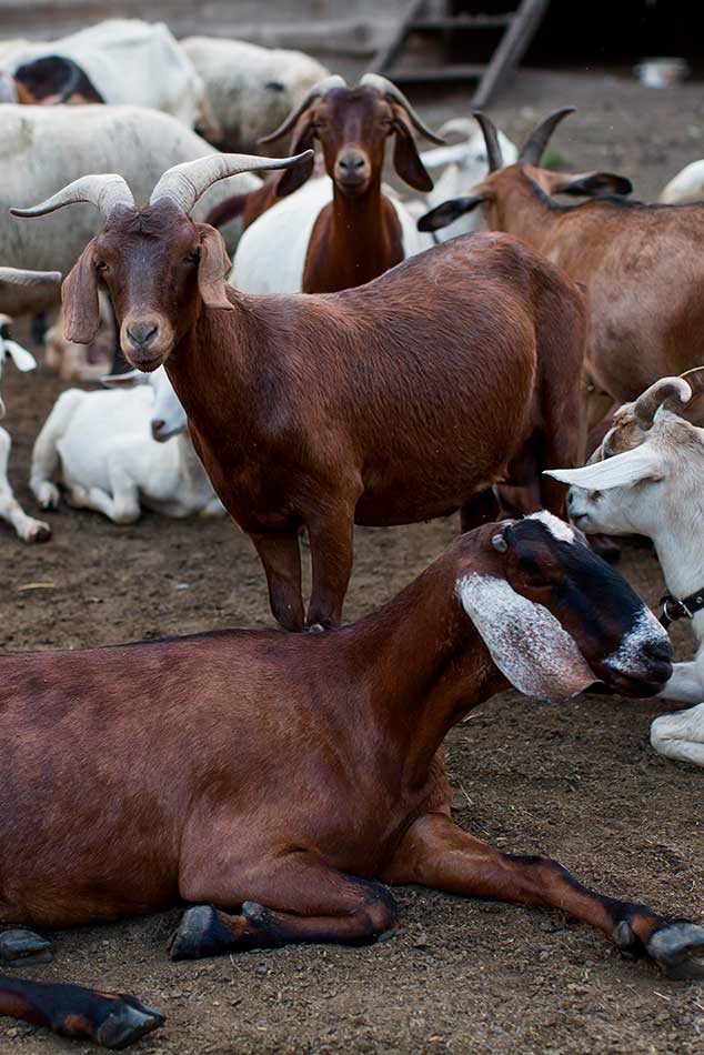 hostl.granja-con-cabras