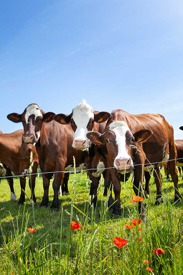 hostl.rebano-de-vacas